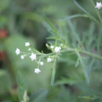 Parthenium hysterophorus L.